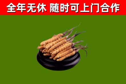 内丘烟酒回收冬虫夏草.jpg